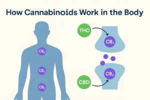 Cannabinoide im körper