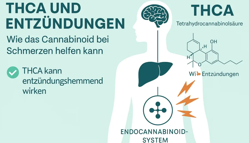 THCA entzudungen