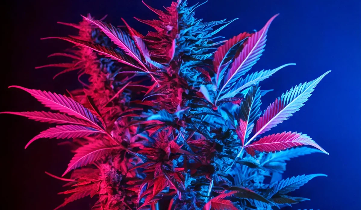 Was ist 10-OH-HHC, 10-HC unt 10-HCP.